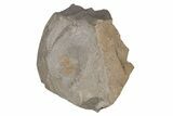 Pelagic Trilobite (Cyclopyge) Fossil (Pos/Neg) - Morocco #218767-2